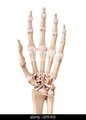 Human hand anatomy, illustration. Stock Photo