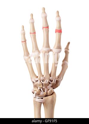 Human hand anatomy, illustration Stock Photo - Alamy