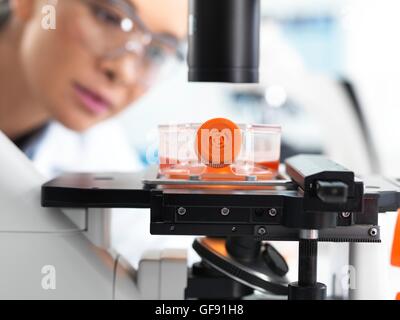 PROPERTY RELEASED. MODEL RELEASED. Laboratory researcher using a light microscope to examine stem cells in a culture jar. Stock Photo