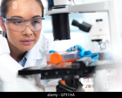 PROPERTY RELEASED. MODEL RELEASED. Laboratory researcher using a light microscope to examine stem cells in a culture jar. Stock Photo