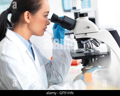 PROPERTY RELEASED. MODEL RELEASED. Scientist viewing tissue samples under a microscope. Stock Photo