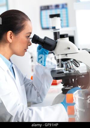 PROPERTY RELEASED. MODEL RELEASED. Scientist viewing tissue samples under a microscope. Stock Photo