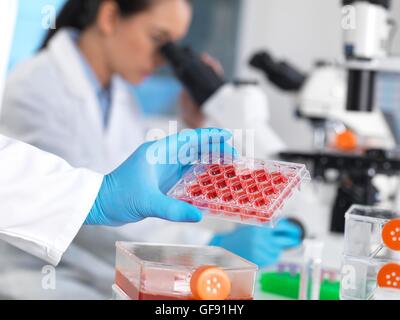 PROPERTY RELEASED. MODEL RELEASED. Scientist holding a multiwell plate containing growth medium commonly used in biological research to maintain and grow cells. Stock Photo