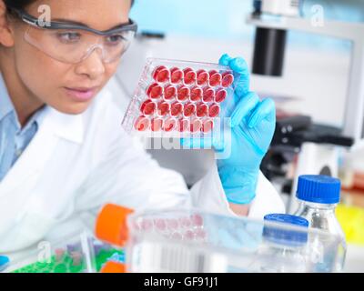 PROPERTY RELEASED. MODEL RELEASED. Scientist viewing a multiwell plate containing growth medium commonly used in biological research to maintain and grow cells. Stock Photo