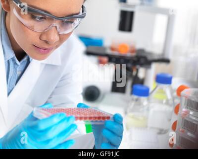 PROPERTY RELEASED. MODEL RELEASED. Researcher preparing a multi-well sample tray of blood for analysis. Stock Photo