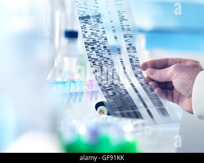 PROPERTY RELEASED. MODEL RELEASED. Researcher holding a DNA (deoxyribonucleic acid) autoradiogram during a genetic experiment in a laboratory. Stock Photo