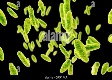 Brucella bacteria, computer illustration. Brucella is a Gram negative, non-sporing, aerobic bacillus (rod- shaped bacteria). It is primarily a pathogen of farm animals but also causes disease (recurrent fevers) in humans. B. abortus is effectively the sol Stock Photo
