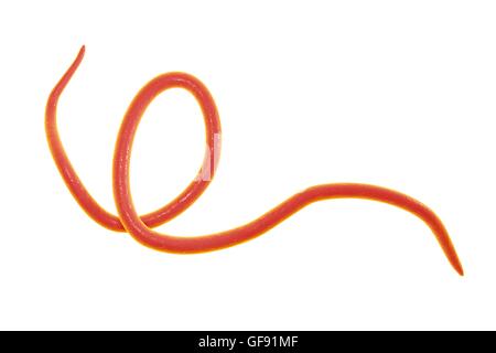 Threadworm, computer illustration. Threadworms are nematode worms that parasitize the large intestine and caecum of many animals. In humans they cause the common infection enterobiasis. Nematodes are unsegmented worms that may be parasitic or free-living Stock Photo