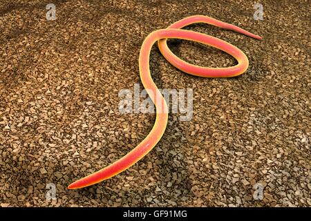 Threadworm, computer illustration. Threadworms are nematode worms that parasitize the large intestine and caecum of many animals. In humans they cause the common infection enterobiasis. Nematodes are unsegmented worms that may be parasitic or free-living Stock Photo