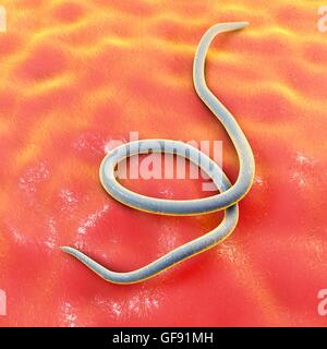 Threadworm, computer illustration. Threadworms are nematode worms that parasitize the large intestine and caecum of many animals. In humans they cause the common infection enterobiasis. Nematodes are unsegmented worms that may be parasitic or free-living Stock Photo