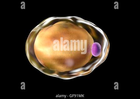 Fat cell, computer illustration. Adipocytes (fat cells) form adipose tissue, which stores energy as an insulating layer of fat. White adipose tissue is used as a store of energy but also as secretory tissue, secreting hormones such leptin or asp rosin. Stock Photo