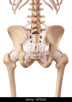 Human hip ligaments, illustration. Stock Photo