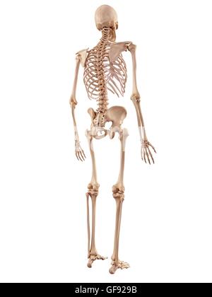 Human Skeletal System Illustration Stock Photo - Alamy