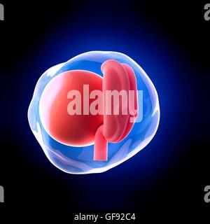 Human embryo age 4 weeks, illustration. Stock Photo