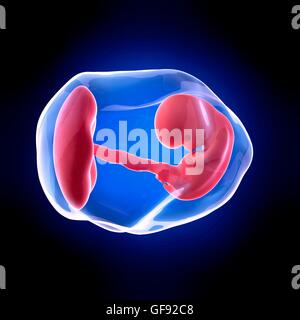 Human embryo age 8 weeks, illustration. Stock Photo