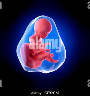 Human fetus age 20 weeks, illustration. Stock Photo