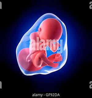 Human fetus age 38 weeks, illustration. Stock Photo