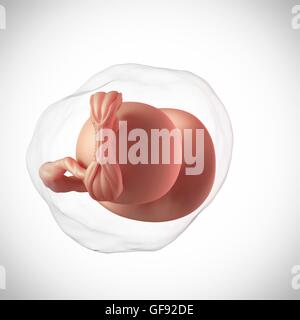 Human embryo age 5 weeks, illustration. Stock Photo