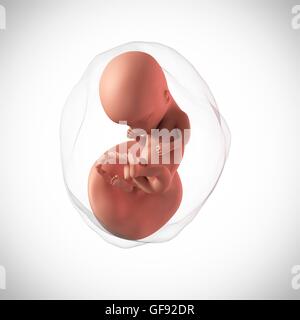 Human fetus age 14 weeks, illustration. Stock Photo