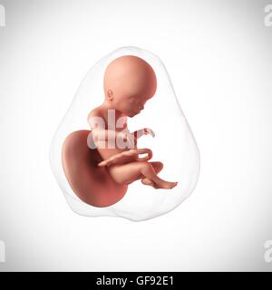 Human fetus age 20 weeks, illustration. Stock Photo