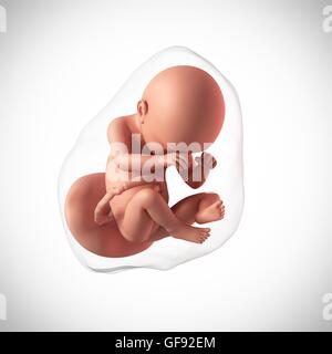 Human fetus age 38 weeks, illustration. Stock Photo