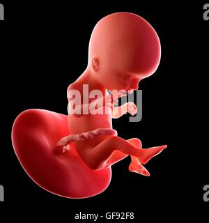 Human fetus age 17 weeks, illustration Stock Photo - Alamy