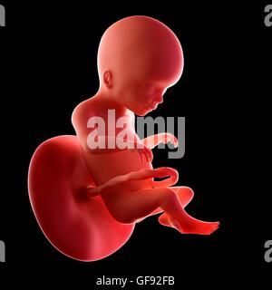 Human fetus age 20 weeks, illustration. Stock Photo