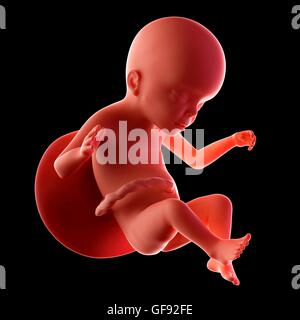 Human fetus age 23 weeks, illustration. Stock Photo