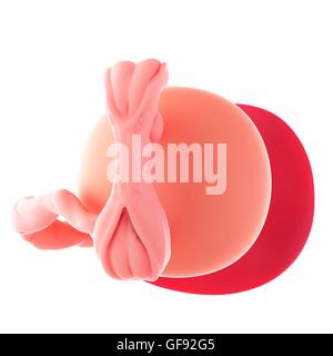 Human embryo age 5 weeks, illustration. Stock Photo