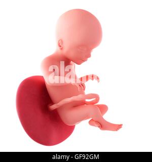 Human fetus age 20 weeks, illustration. Stock Photo