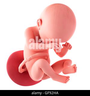 Human fetus age 38 weeks, illustration. Stock Photo