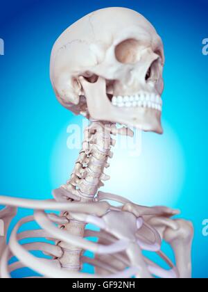 Human skull and neck bones, illustration. Stock Photo