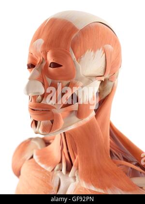 Human Facial Muscles Anatomy Stock Photo - Alamy