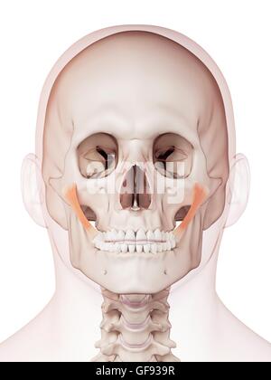 Anatomy front view of major face muscles of a man including ...