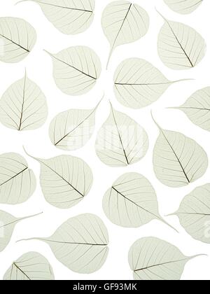 Leaf skeletons of bodhi tree (Ficus religiosa) leaves, studio shot. Stock Photo