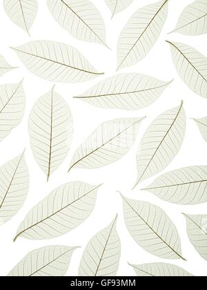 Leaf skeletons of rubber tree (Hevea brasiliensis) leaves, studio shot. Stock Photo