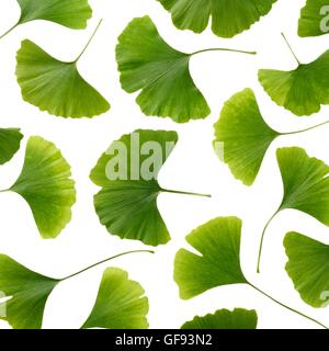 Leaves from the Maidenhair (ginkgo biloba) tree, studio shot. Stock Photo