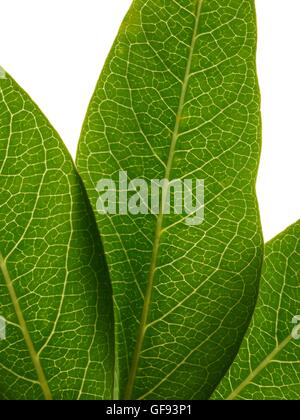 Green leaf, close up. Stock Photo