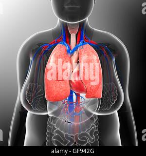 Illustration of female respiratory and cardiovascular systems. Stock Photo