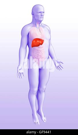 Illustration of male liver. Stock Photo