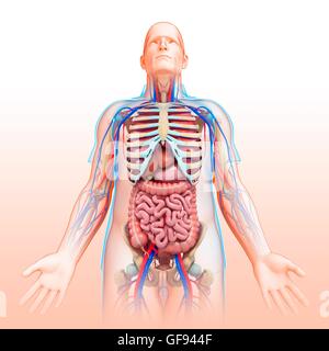 Illustration of male digestive, respiratory, circulatory and skeletal systems. Stock Photo