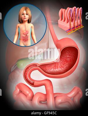 Illustration of child's stomach and duodenum. Stock Photo