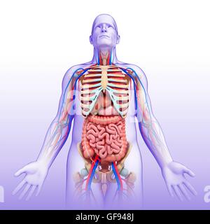 Illustration of male digestive, circulatory and skeletal systems. Stock Photo