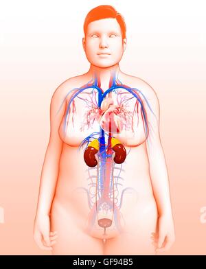 Illustration of female urinary and circulatory systems. Stock Photo