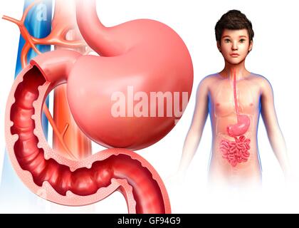 Small Intestine Text Illustration of the small intestine. This section view labelled ...