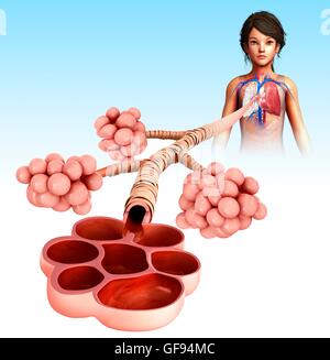 Illustration of alveoli Stock Photo - Alamy