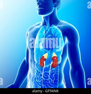 Illustration of male kidneys Stock Photo - Alamy