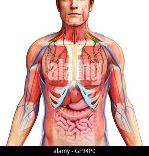 Illustration of male internal anatomy. Stock Photo