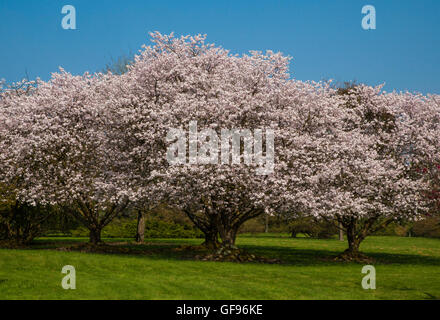 Trees in Spring Blossom Stock Photo