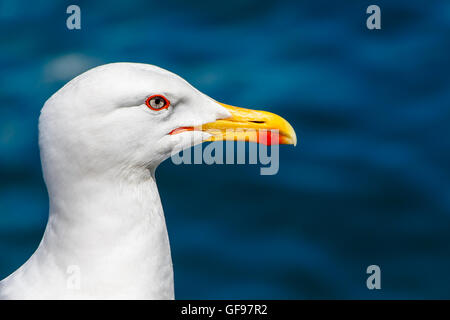 Close up side portrait of a seagull Stock Photo